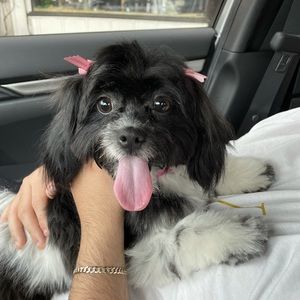 Meet your Posher, Yelitza